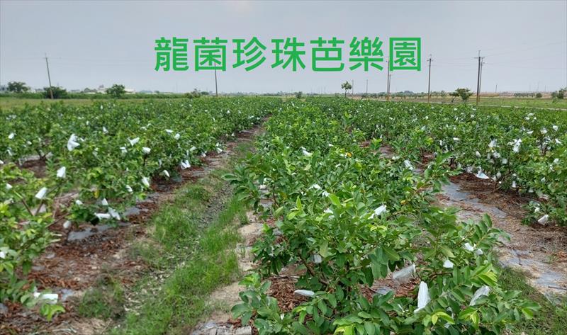 番石榴(芭樂) 產品圖片（圖片編號 783988）