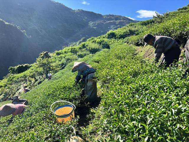 茶製品-茶 產品圖片（圖片編號 786265）