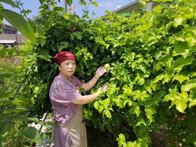 百香果 產品圖片（圖片編號 787909）