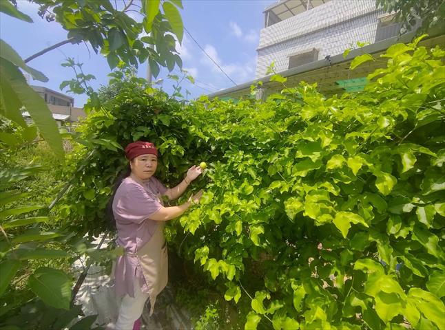 百香果 產品圖片（圖片編號 787910）