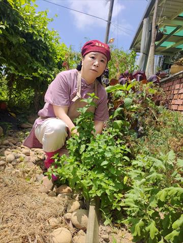 薄荷 產品圖片（產品編號 581160）