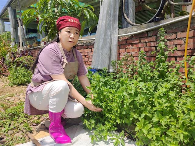 薄荷 產品圖片（圖片編號 787912）