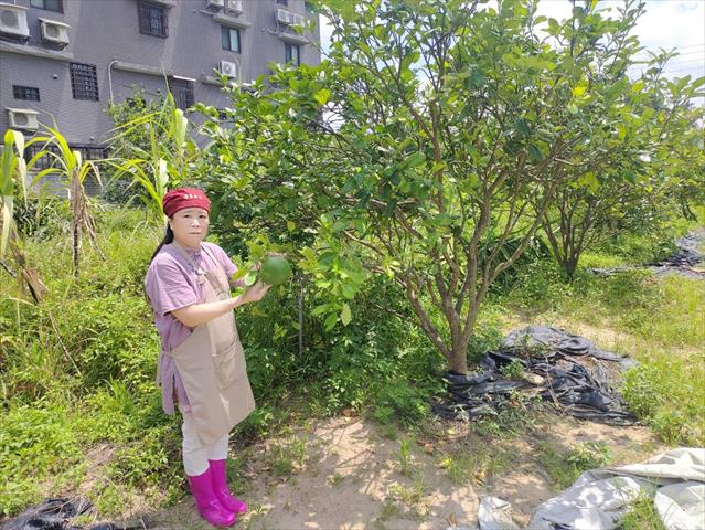 其它柑橘 產品圖片（圖片編號 787913）