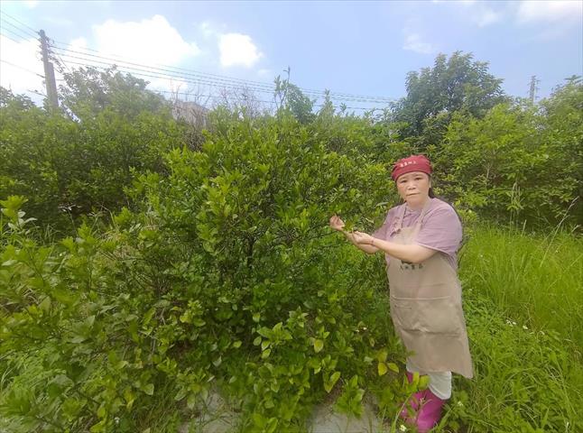 其它柑橘 產品圖片（圖片編號 787914）