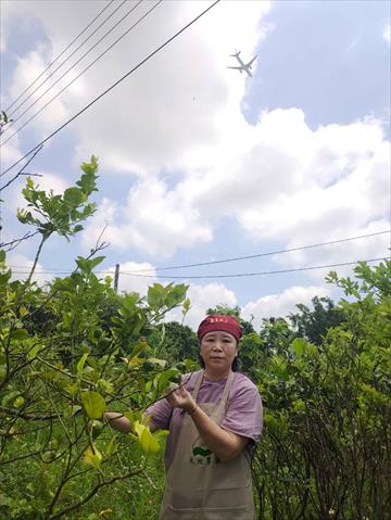 檸檬 產品圖片（產品編號 581159）