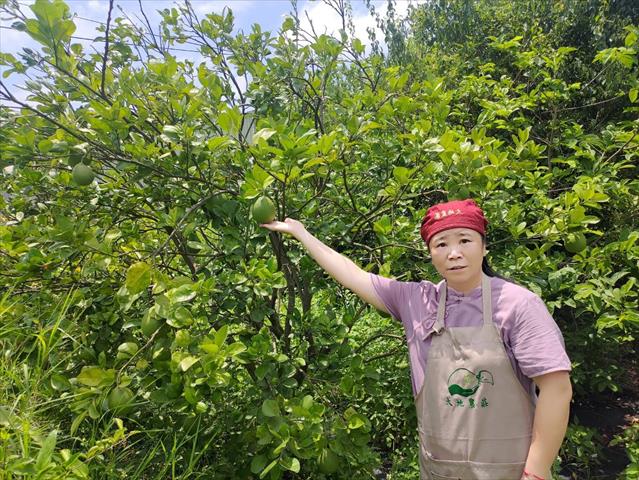 其它柑橘 產品圖片（圖片編號 787918）