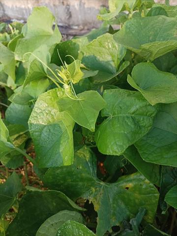 龍鬚菜(隼人瓜苗、梨瓜苗) 產品圖片（產品編號 582420）