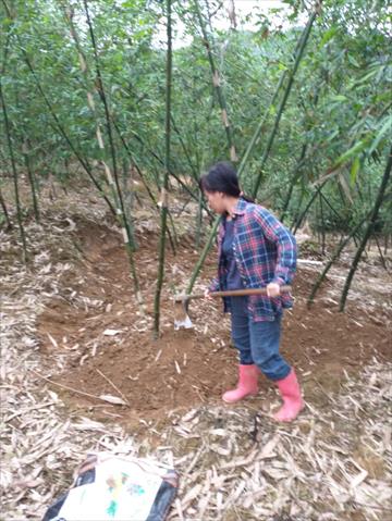 竹筍 產品圖片（產品編號 585291）