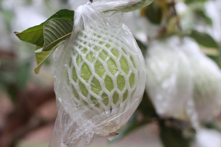 番石榴(芭樂) 產品圖片（圖片編號 799771）