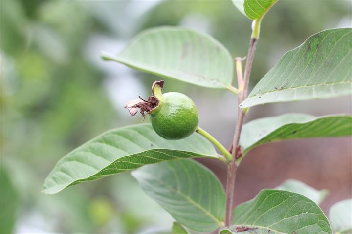番石榴(芭樂) 產品圖片（圖片編號 799772）