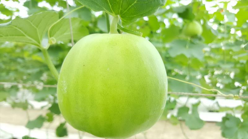 香瓜(美濃瓜) 產品圖片（產品編號 592692）