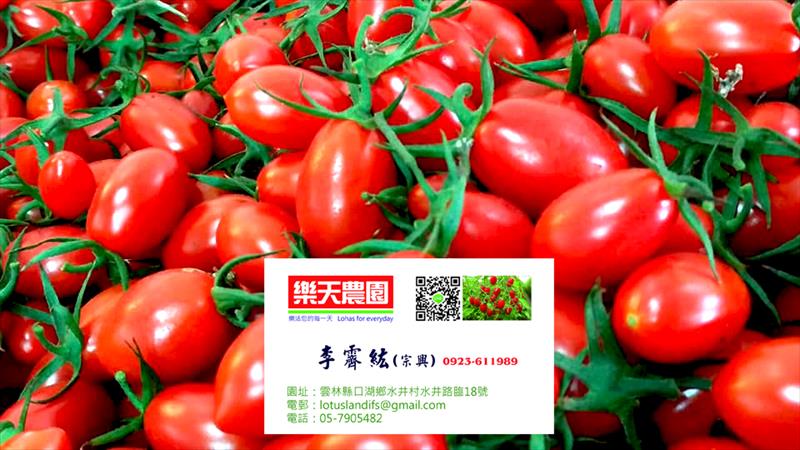 番茄(含小番茄) 產品圖片（圖片編號 800099）