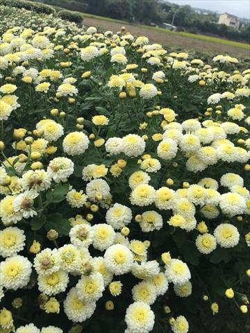 食用花卉-乾燥花卉 產品圖片（圖片編號 803160）