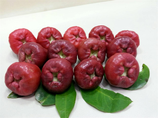 蓮霧 產品圖片（圖片編號 803805）