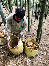 竹筍 產品圖片（圖片編號 804015）