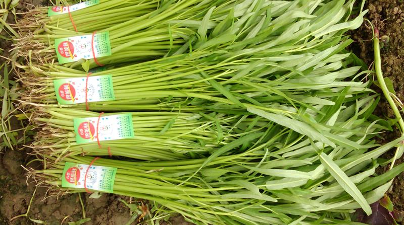 蕹菜(空心菜) 產品圖片（產品編號 597865）