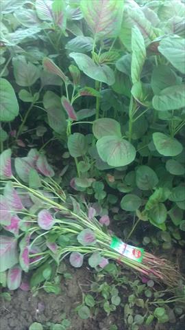 莧菜(刺莧菜) 產品圖片（圖片編號 806018）