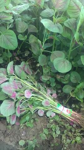 莧菜(刺莧菜) 產品圖片（圖片編號 806019）