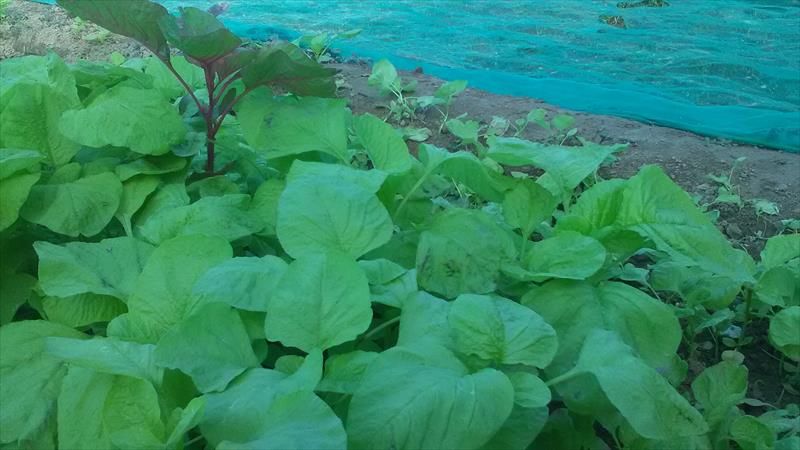 莧菜(刺莧菜) 產品圖片（圖片編號 806020）