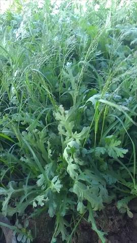 山茼蒿(昭和菜) 產品圖片（圖片編號 806027）