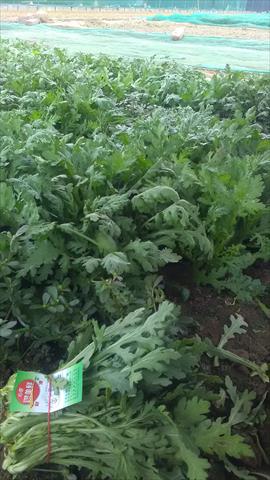 山茼蒿(昭和菜) 產品圖片（圖片編號 806028）