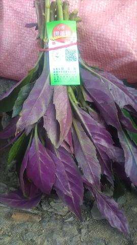 蕹菜(空心菜) 產品圖片（圖片編號 806029）