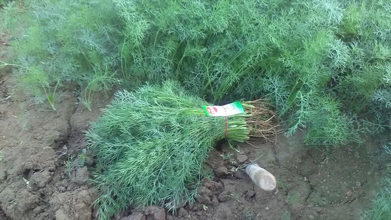 茴香 產品圖片（圖片編號 806030）