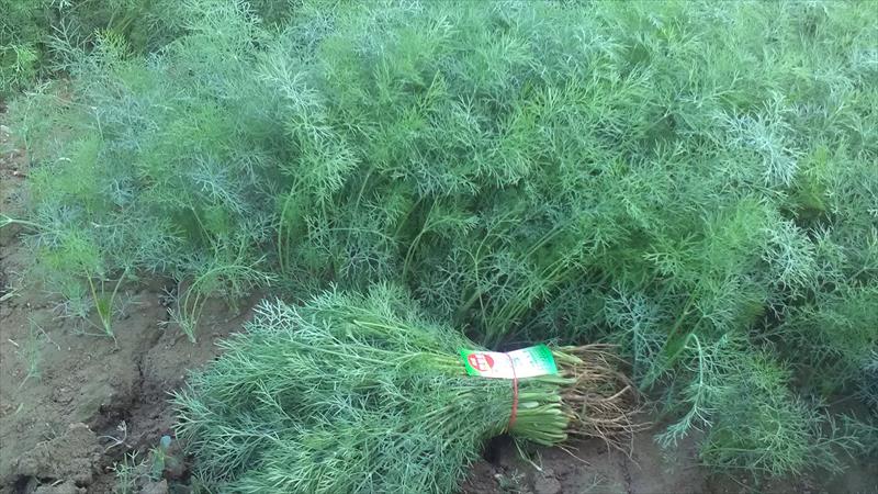 茴香 產品圖片（圖片編號 806031）