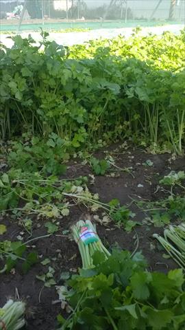 芹菜(西洋芹) 產品圖片（圖片編號 806032）