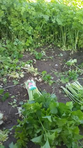 芹菜(西洋芹) 產品圖片（產品編號 597869）