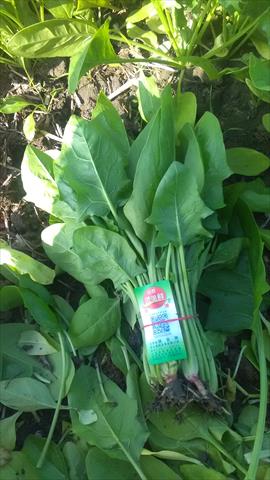 菠菜 產品圖片（圖片編號 806034）