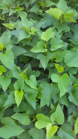葉用甘藷(地瓜葉,甘藷葉) 產品圖片（圖片編號 806037）