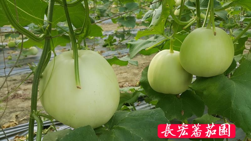 香瓜(美濃瓜) 產品圖片（圖片編號 806414）