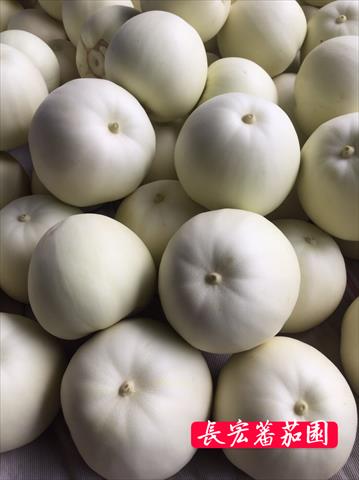 香瓜(美濃瓜) 產品圖片（圖片編號 806416）