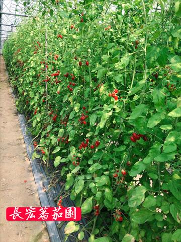 番茄(含小番茄) 產品圖片（圖片編號 806417）