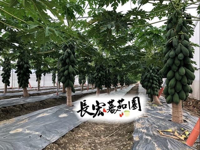 木瓜 產品圖片（產品編號 598597）