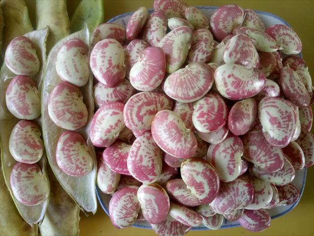萊豆(皇帝豆) 產品圖片（產品編號 598618）