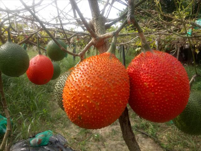 木虌果(木鱉果) 產品圖片（產品編號 598620）