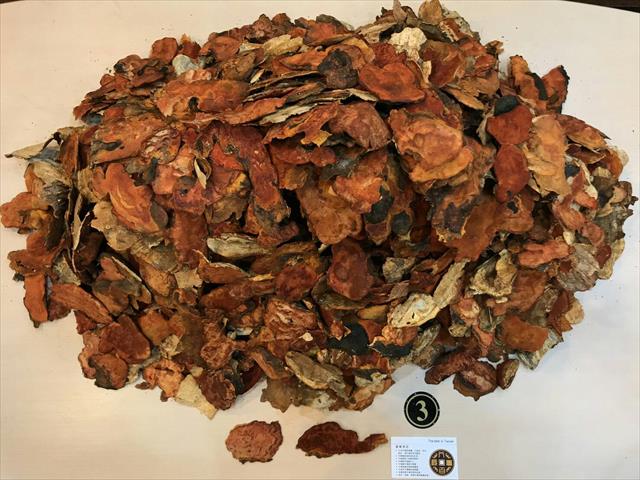 樟芝 產品圖片（圖片編號 806512）