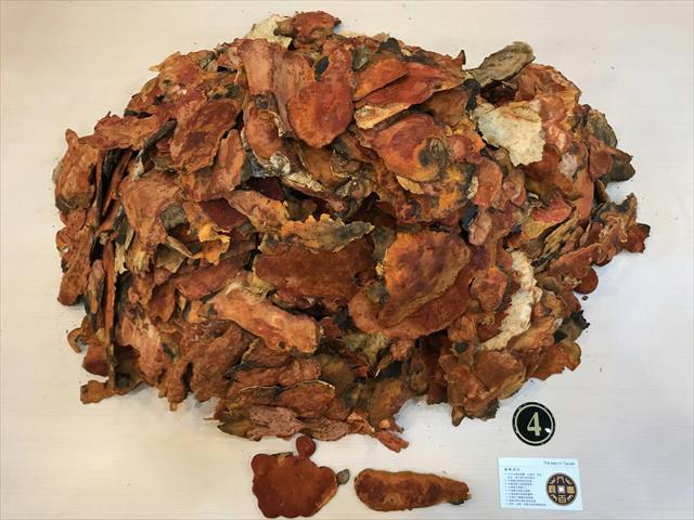 樟芝 產品圖片（圖片編號 806513）