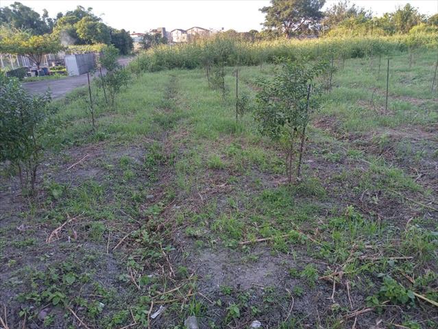 紅棗 產品圖片（圖片編號 806618）