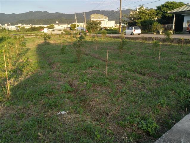 紅棗 產品圖片（圖片編號 806619）