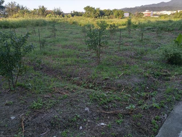 紅棗 產品圖片（圖片編號 806620）