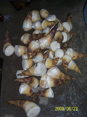 竹筍 產品圖片（產品編號 601389）