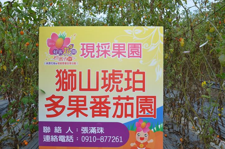 番茄(含小番茄) 產品圖片（圖片編號 809482）
