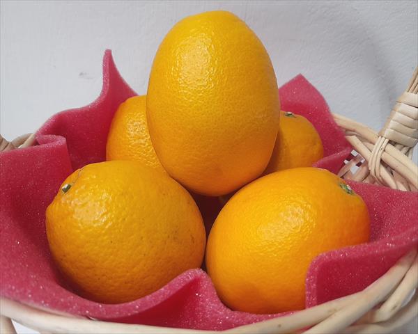 臍橙 產品圖片（產品編號 597727）