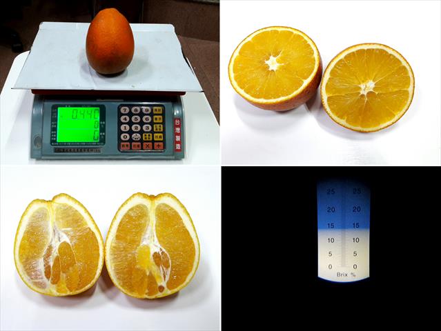 臍橙 產品圖片（圖片編號 809759）