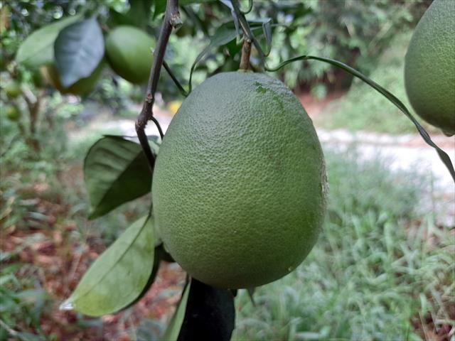 臍橙 產品圖片（圖片編號 809760）