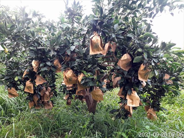 臍橙 產品圖片（圖片編號 809761）