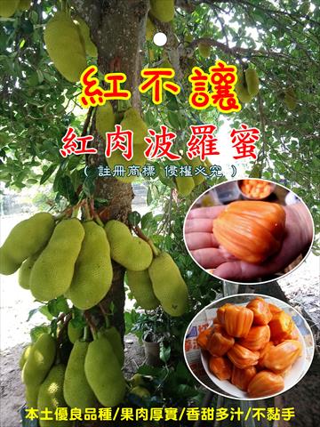 波羅蜜 產品圖片（圖片編號 809764）